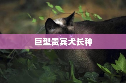 巨型贵宾犬长种